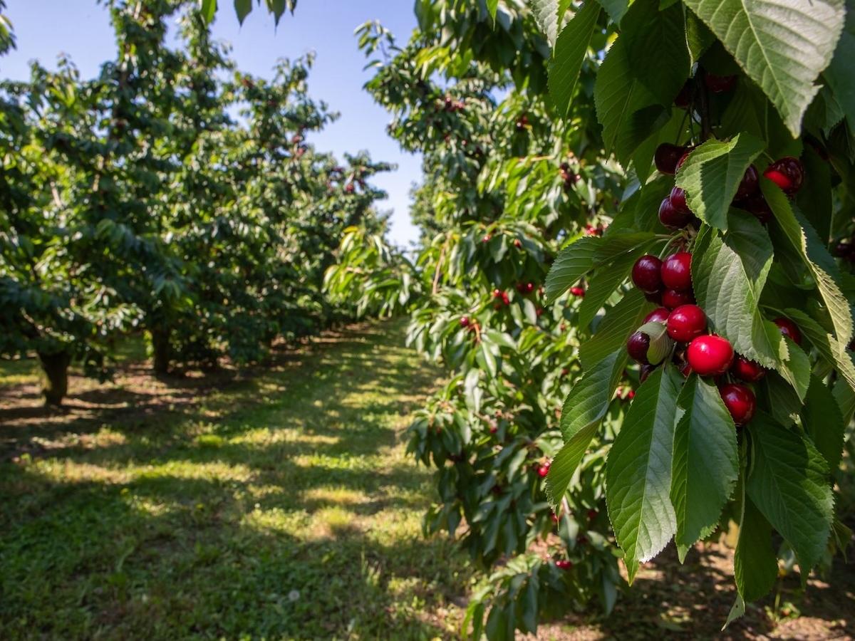 Ciliegie, da Gruppo Alegra e Agrintesa 25.000 quintali