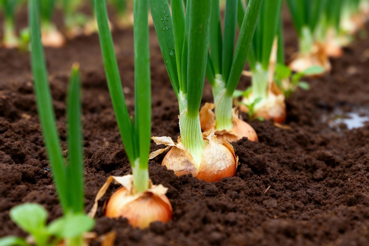 APORA OROGEL INVESTIMENTI 3