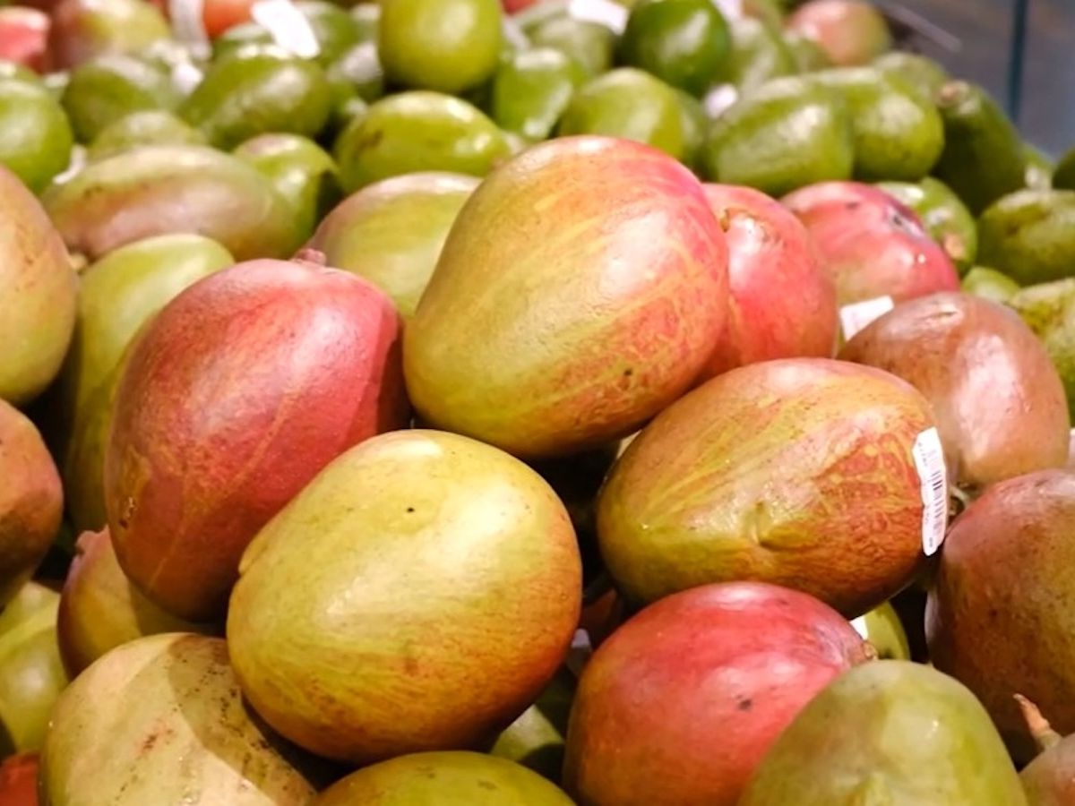 Mango e avocado piacciono sempre di più agli italiani. Cresce la produzione in Italia