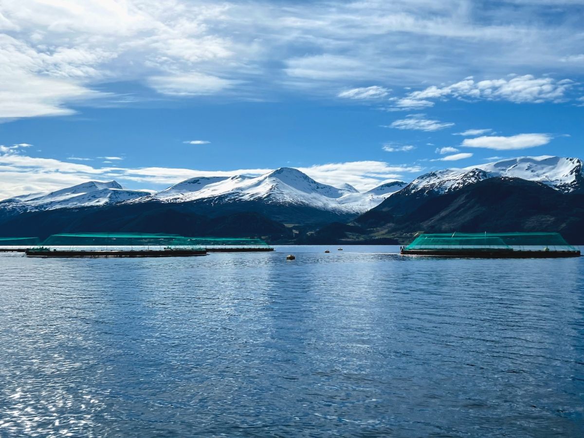 Il Norwegian Seafood Council porta l’eccellenza ittica norvegese a TuttoFood