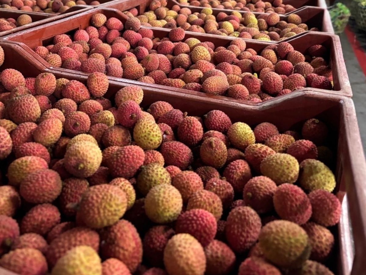Orsero selezionato per la gestione della campagna di esportazione dei litchi del Madagascar 