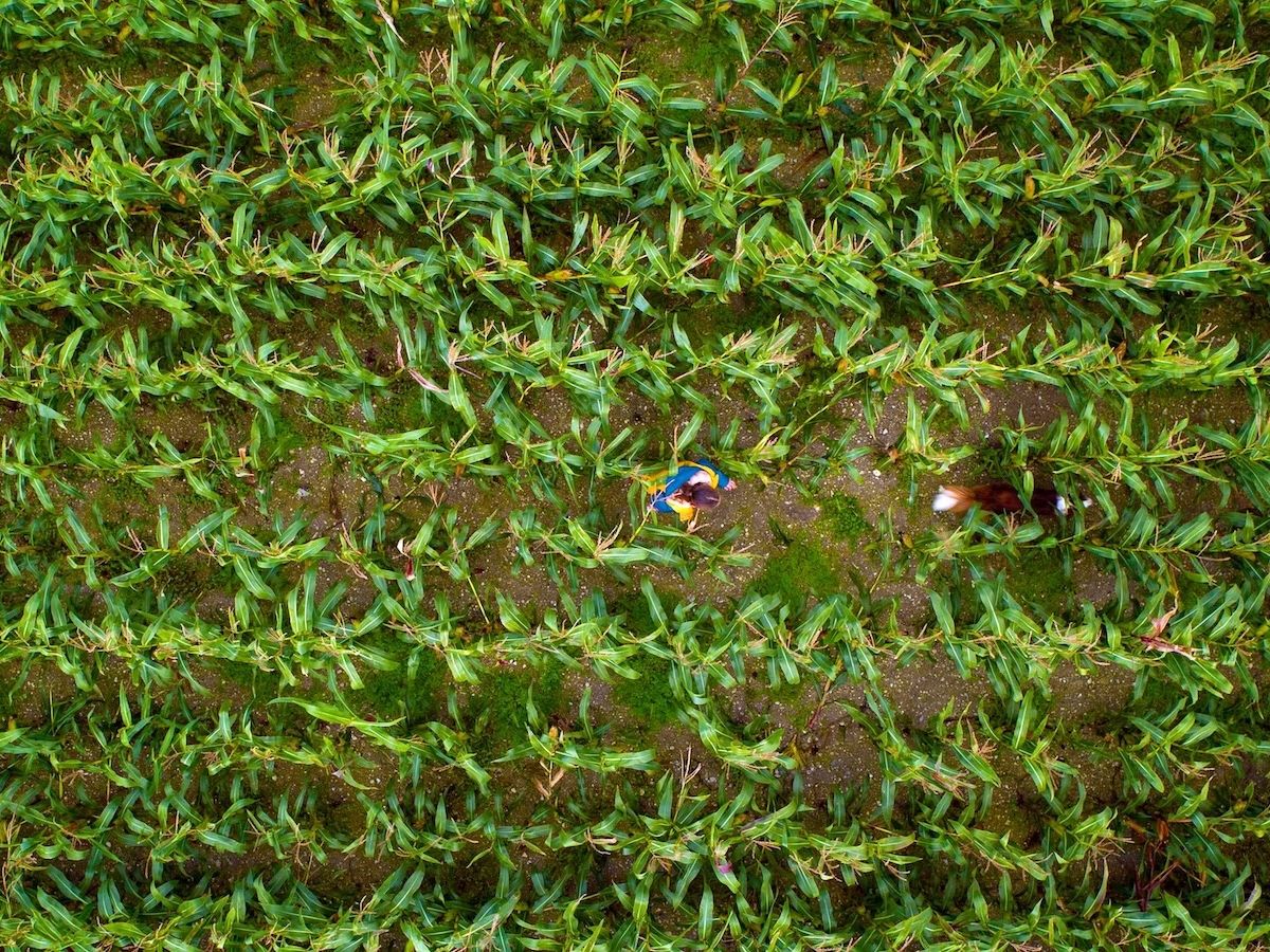 Purina Europa accelera sull’agricoltura rigenerativa:  superato il target 2025