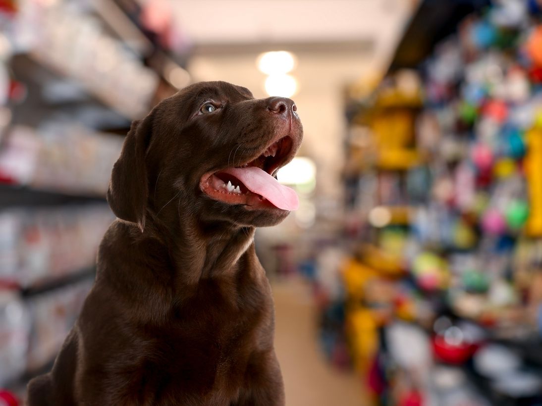 Pet food e pet care ancora in salita: il mercato vale 5,3 miliardi (+2,5%)