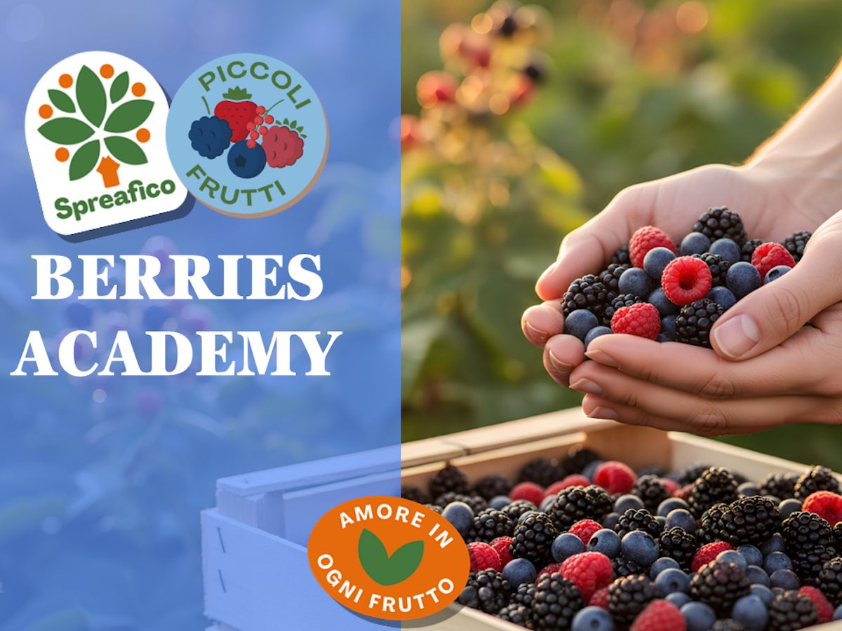 Spreafico dà vita alla Berries Accademy per affiancare la Gdo nello sviluppo della categoria