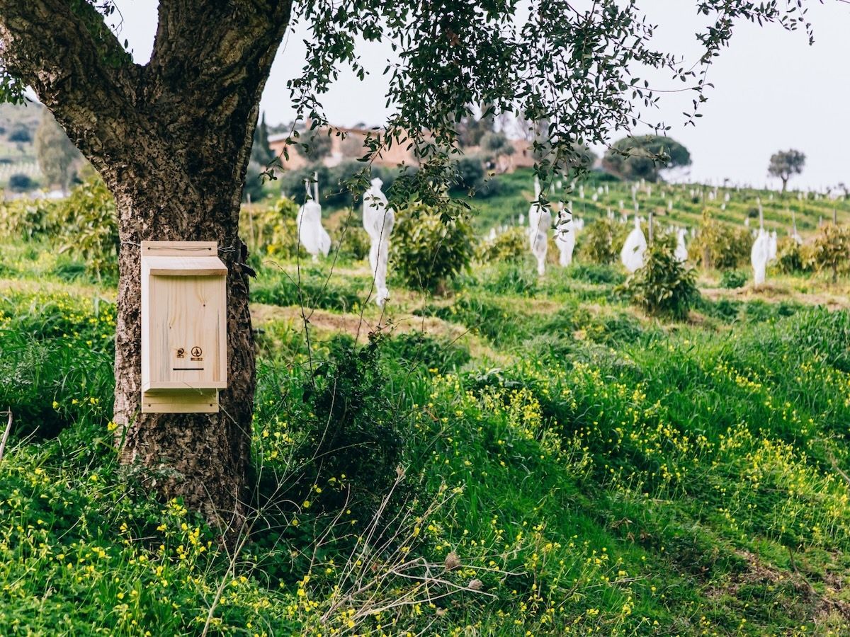 Despar rafforza l’impegno per la biodiversità con nuovi rifugi  per le api selvatiche in Italia
