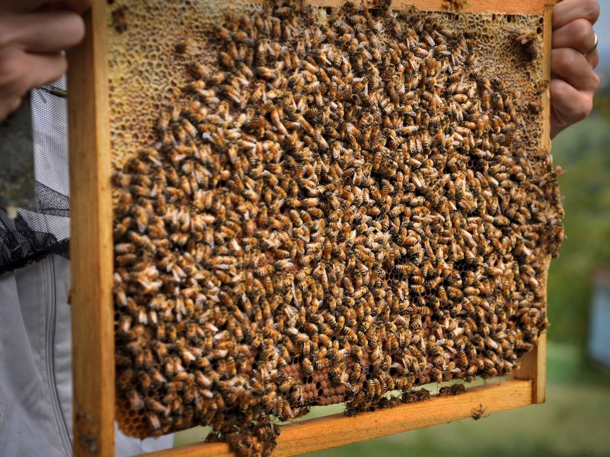 Conapi: il primo bilancio di sostenibilità porta dentro la filiera del miele