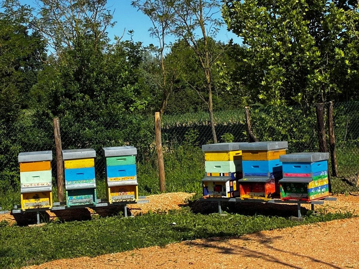 San Benedetto inaugura il primo apiario didattico: un progetto educativo e sostenibile 