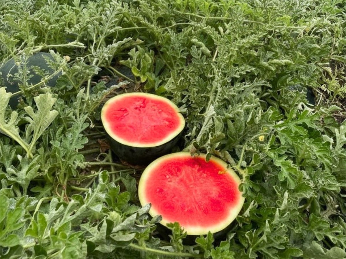 Cocomero “Dolce Passione”: al via la campagna di commercializzazione 