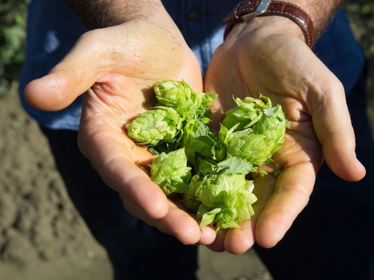 Carlsberg Italia presenta “Brewing tomorrow”, la nuova strategia Esg di Gruppo