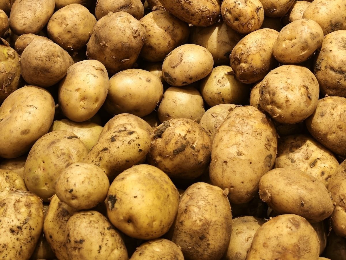 Patata del Fucino Igp chiude la campagna 2025-2026 con liquidazioni record a 28 euro/quintale