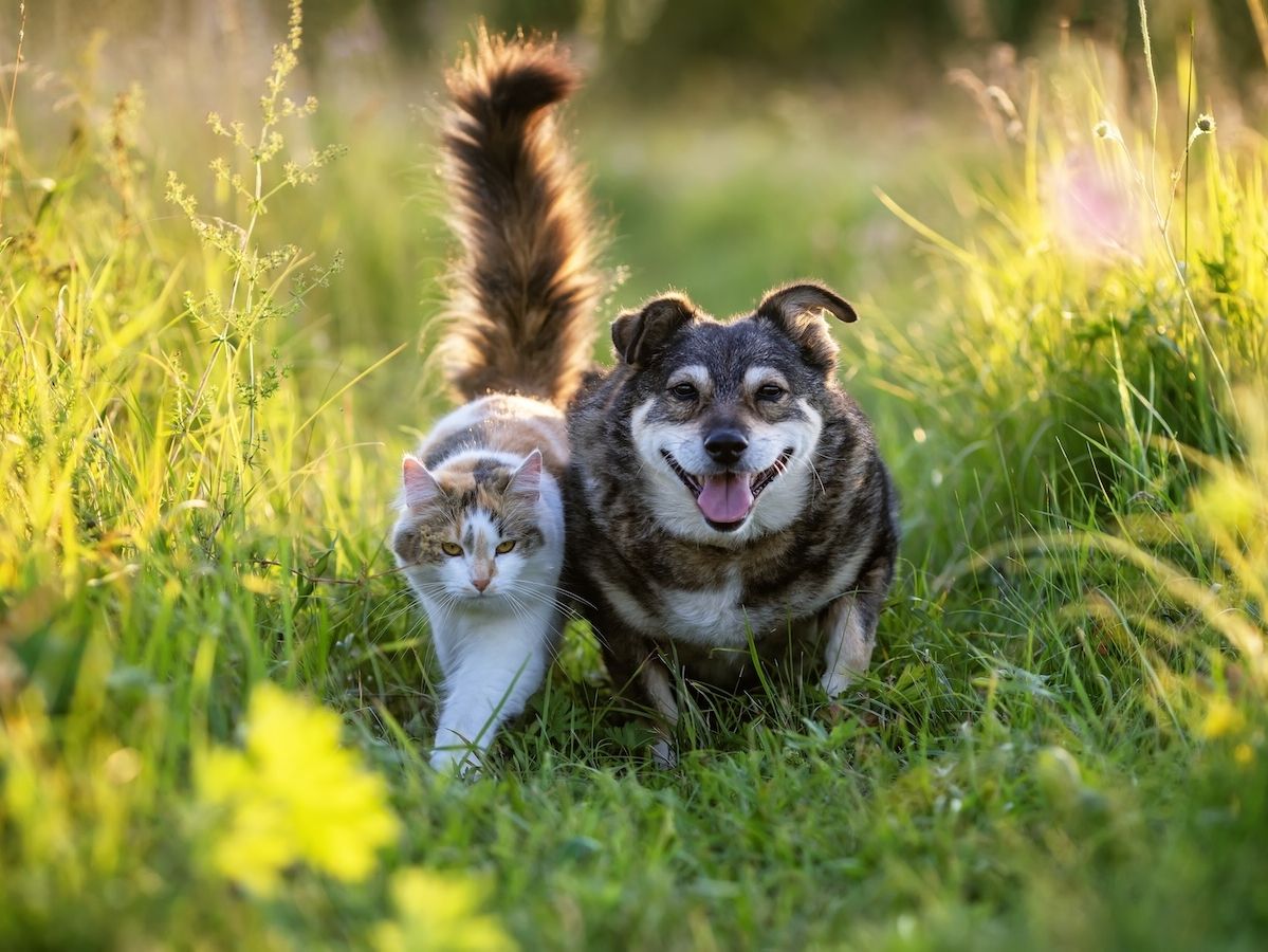 Il Rapporto Assalco-Zoomark racconta un’Italia sempre più pet-friendly