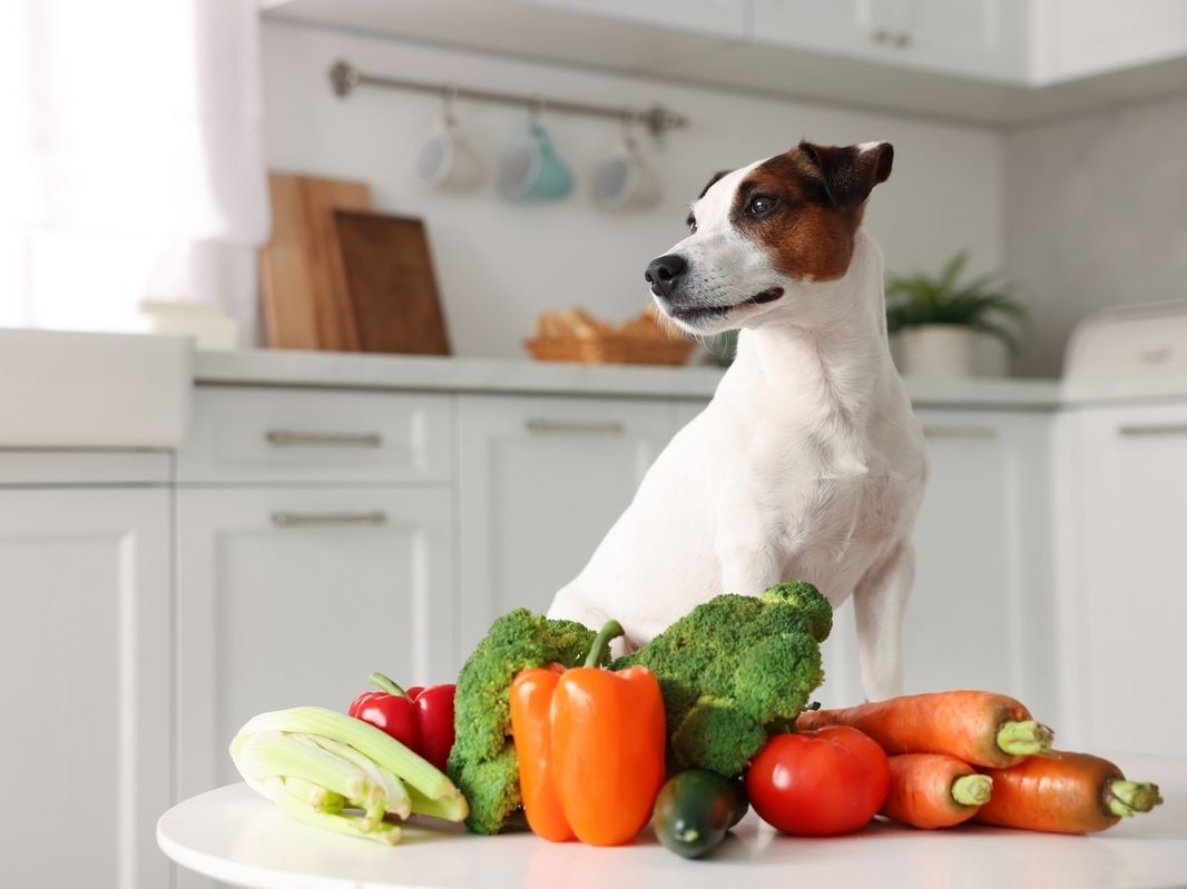 NaturaSì e Robinson Pet Shop lanciano il primo supermercato bio per animali