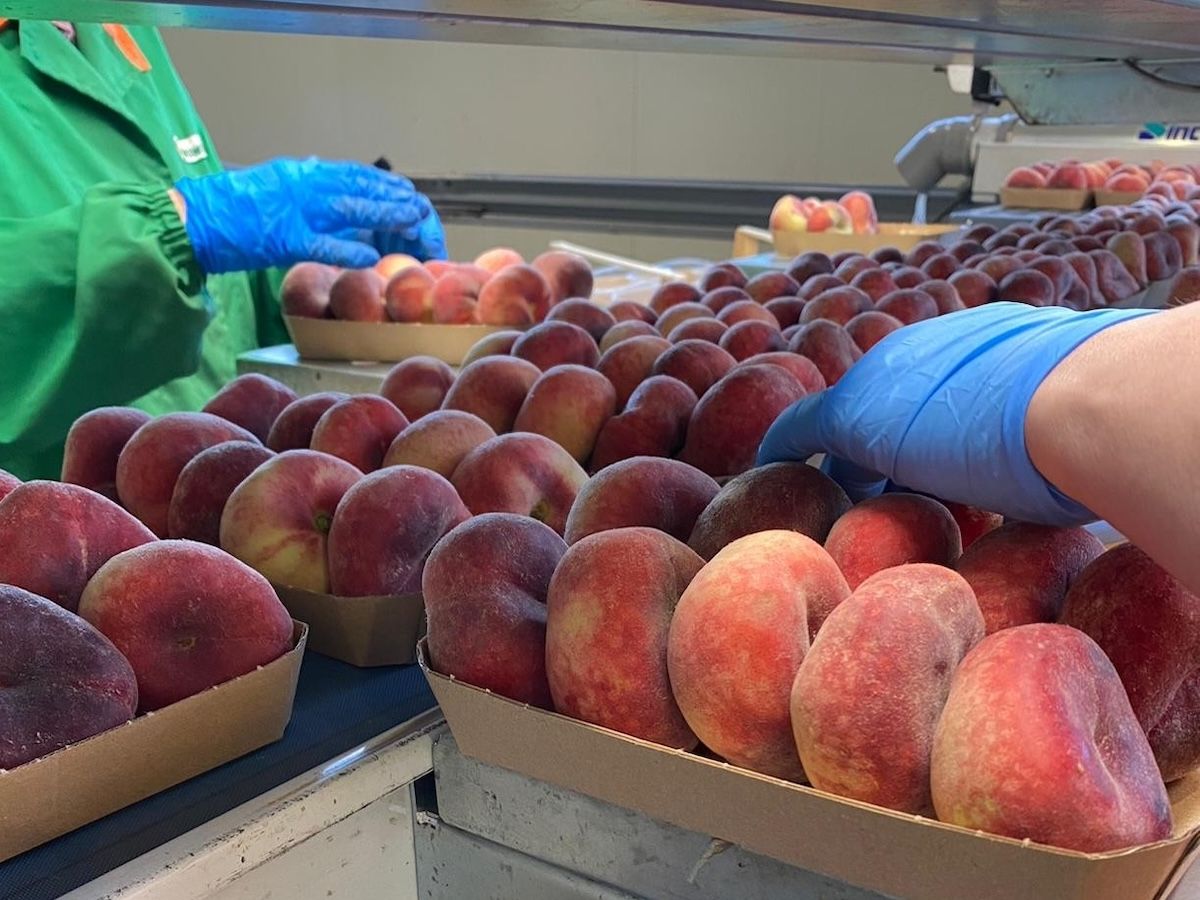 Op Kiwi Sole, al via alla campagna estiva della frutta a nocciolo
