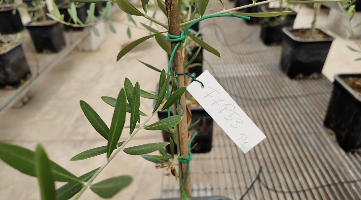 Salov sigla una partnership per contrastare la Xylella fastidiosa