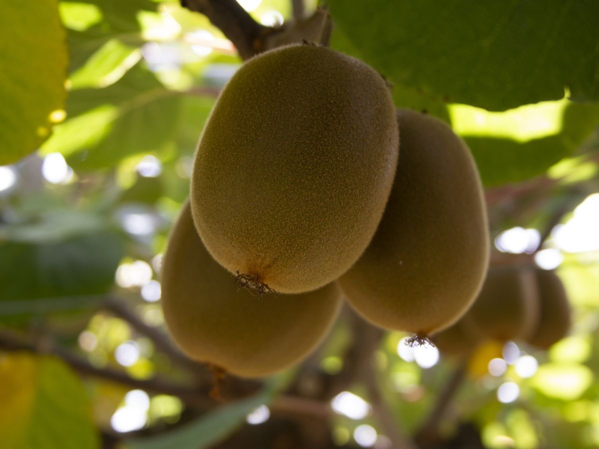 Apofruit Italia: oltre 80 milioni di euro ai soci nella campagna invernale 2025