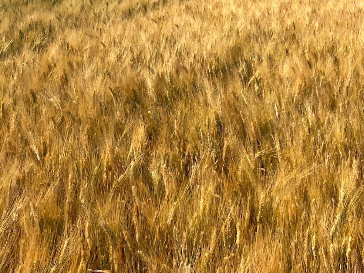 Sgambaro: grano proteico sempre più raro e costi in aumento del 10%