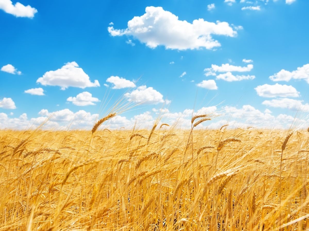 Agroalimentare, I trimestre 2026: tiene il settore, cresce l’industria alimentare
