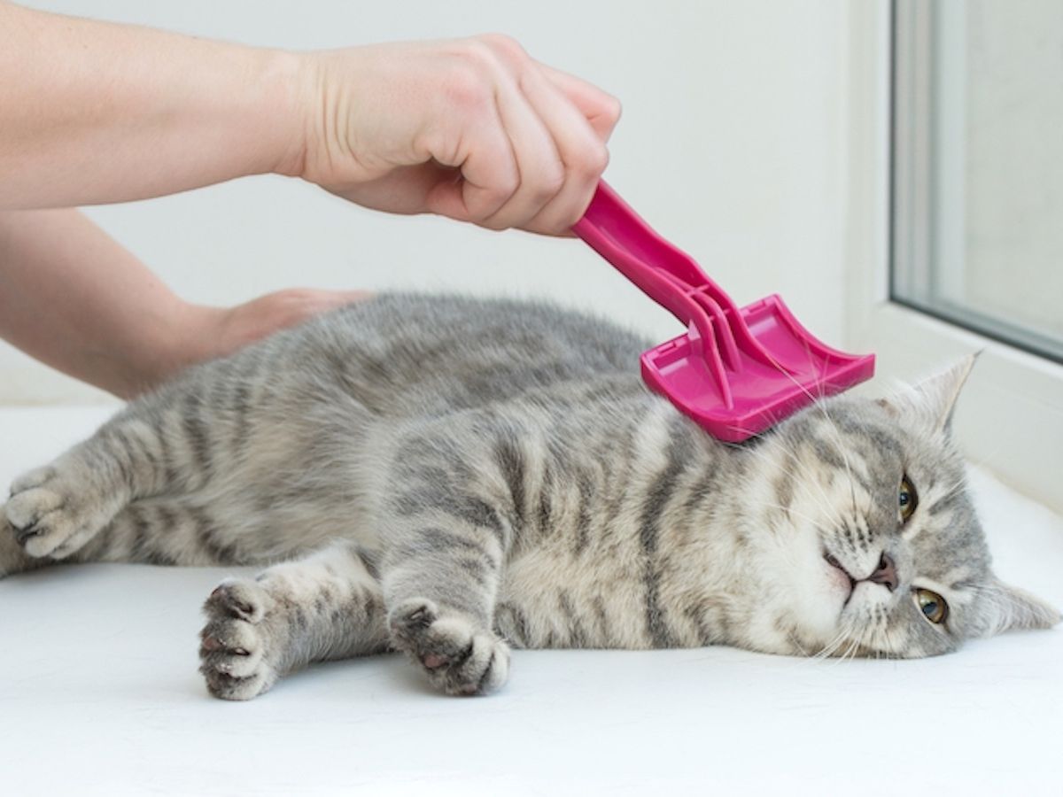 Mercato pet food e pet care: meno effetto prezzo, più valore
