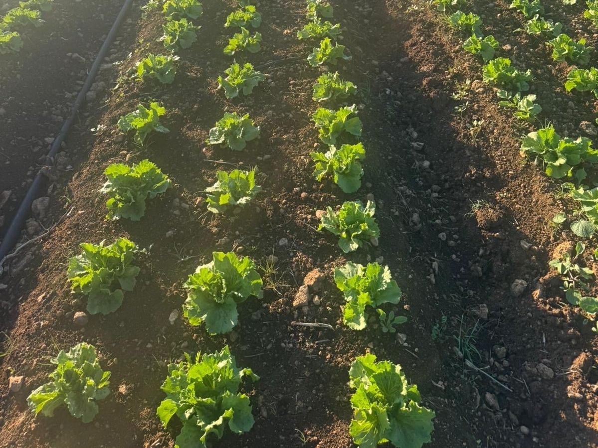 Agricola Azzurra e Bioaretusa Farm valorizzano la filiera della lattuga iceberg siciliana