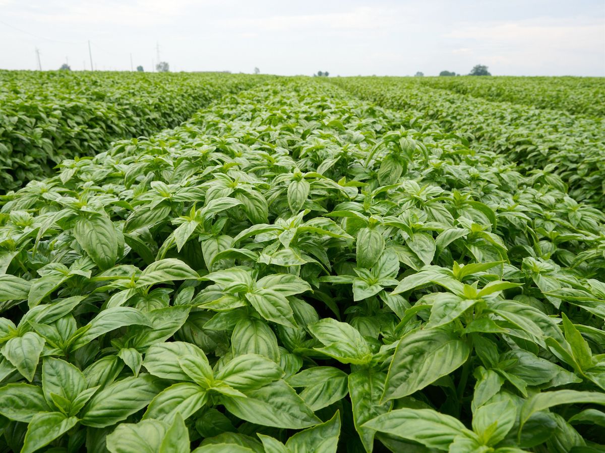 Consorzio Casalasco promuove la  lotta alla peronospora nella filiera del basilico