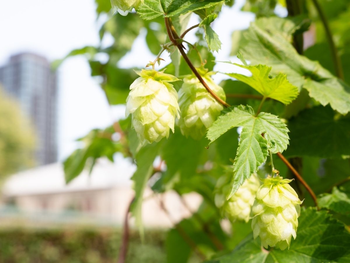 Carlsberg: mappatura del codice genetico del luppolo per proteggere il futuro della birra