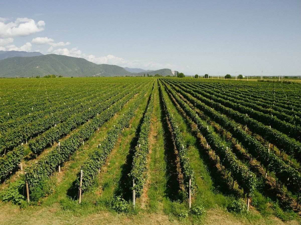Cantina Tollo Group acquista 133 nuovi ettari e amplia la base sociale