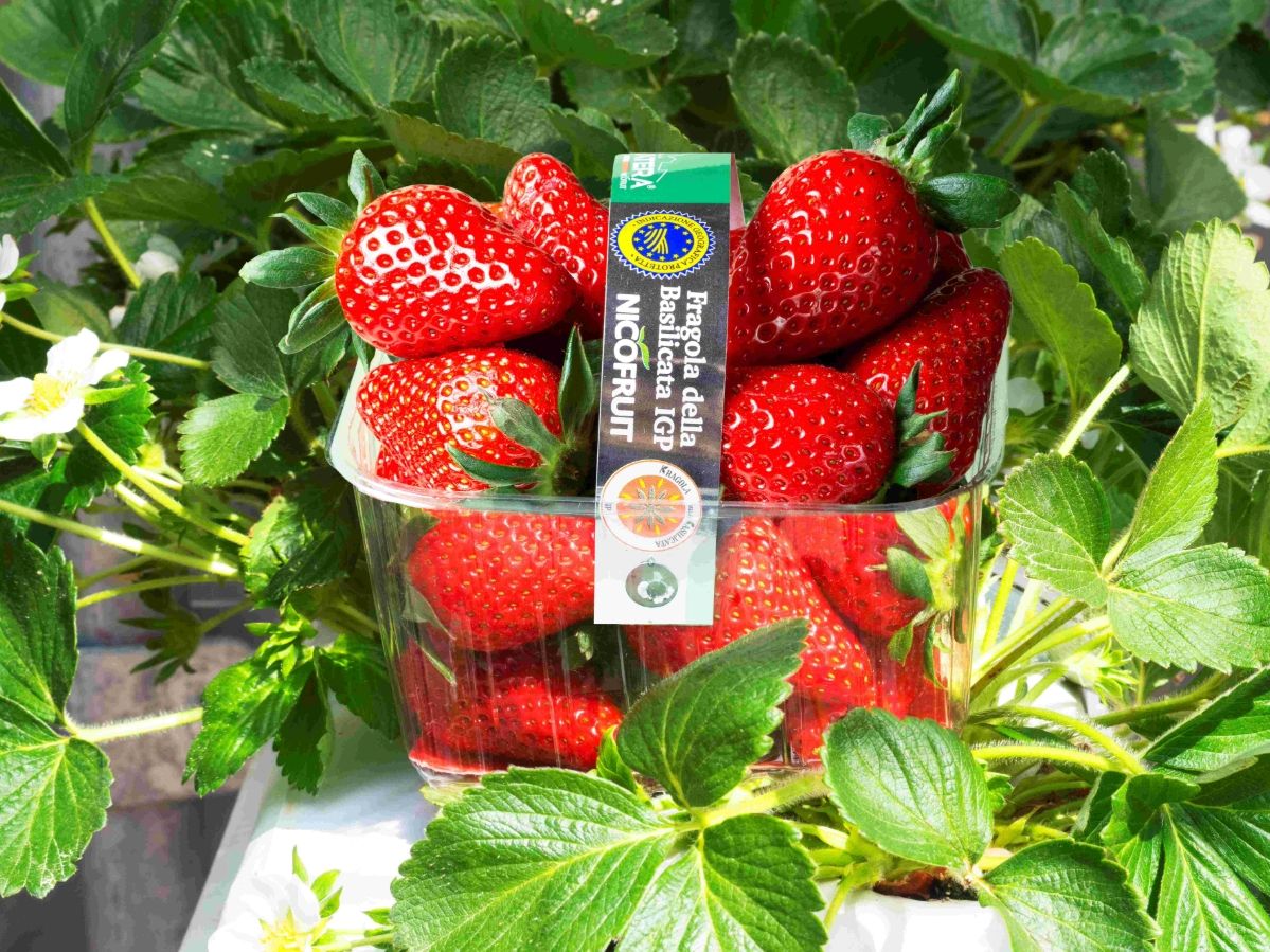 Fragola Matera chiude la stagione 2026 in crescita con 9,5 milioni di cestini distribuiti Fragola Matera chiude la stagione 2026 in crescita con 9,5 milioni di cestini distribuiti