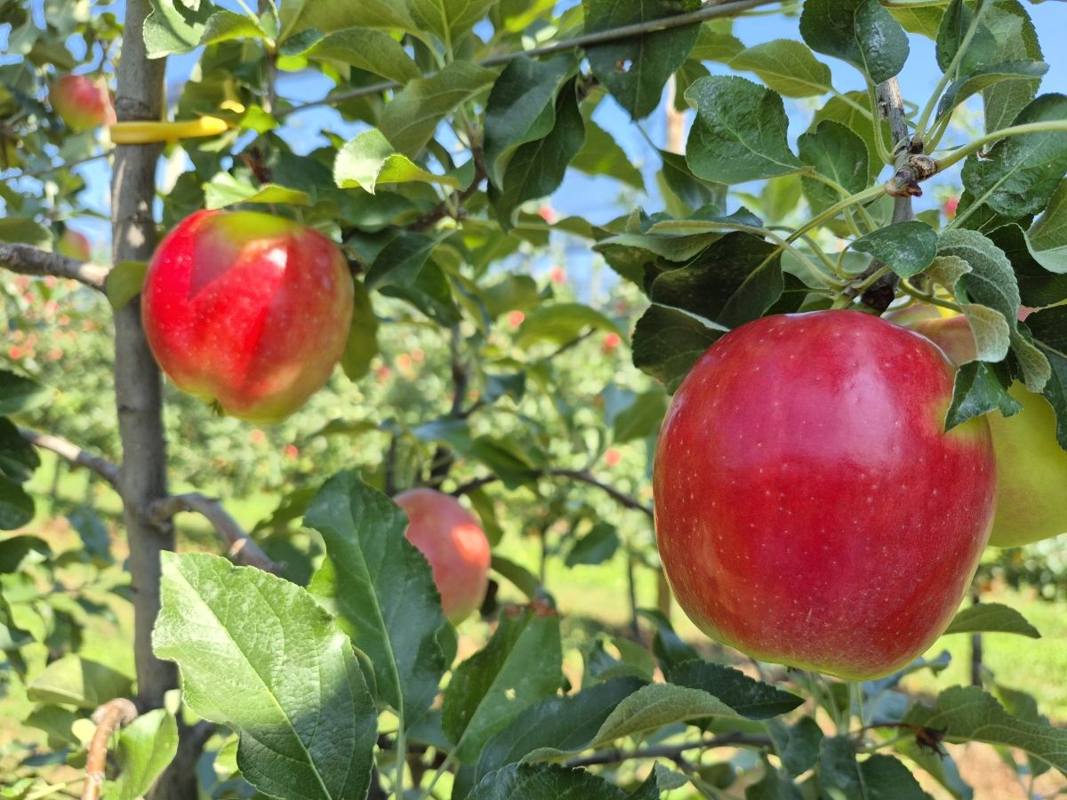 Sambóa: al via la campagna commerciale melicola 2026/2027 con una produzione in crescita