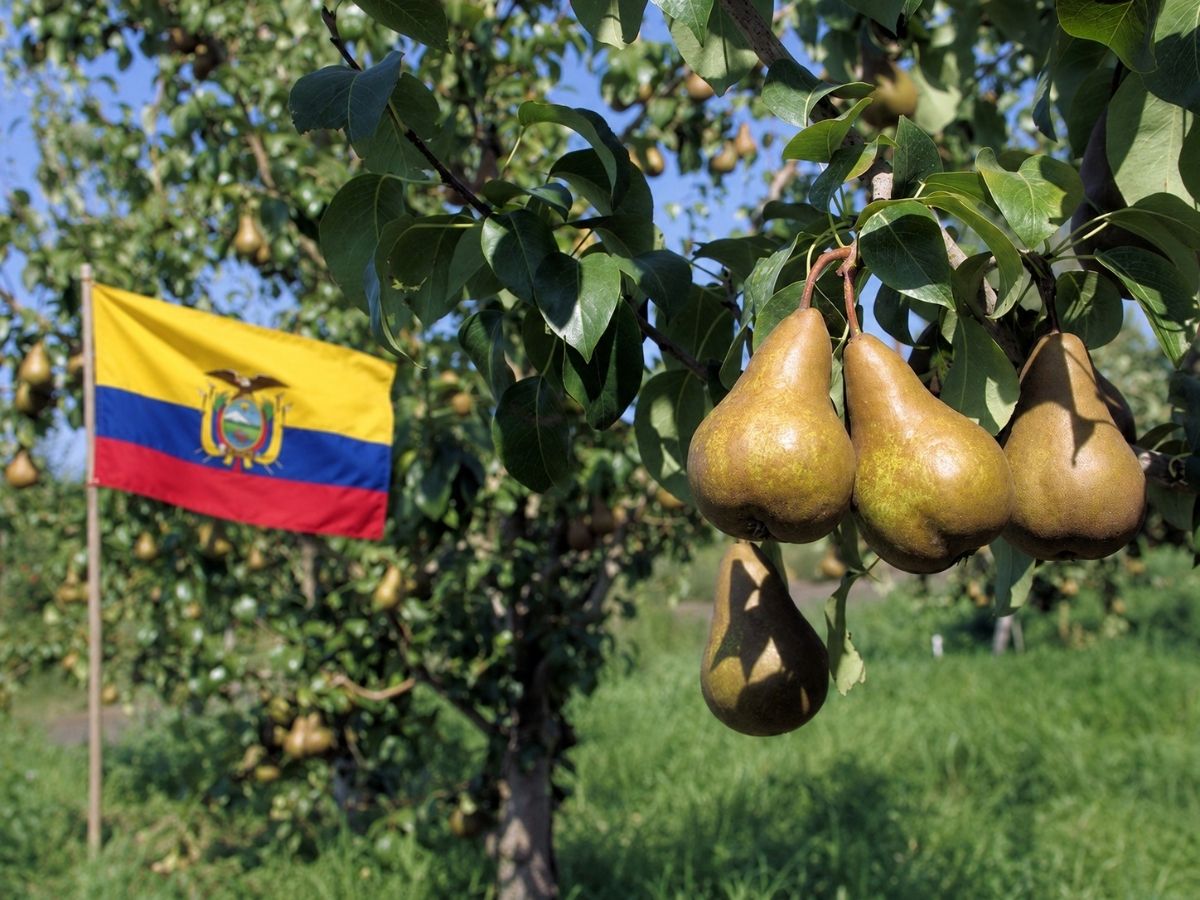 Cso Italy: via libera alle esportazioni di pere italiane in Ecuador