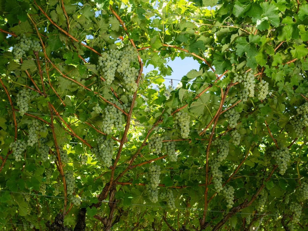Cavit segue l'andamento della vendemmia 2026 tra rigore scientifico e cura artigianale