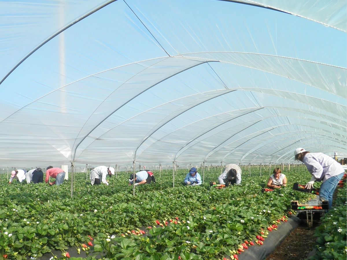 Apofruit: nel Metapontino la fragola continua a crescere e si conferma una coltura strategica