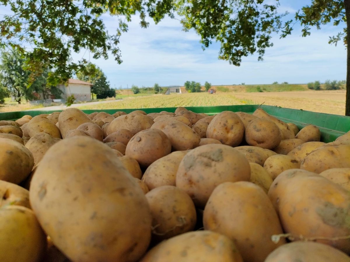 Borsa Patate di Bologna: carenze produttive e aumento dei costi faranno impennare i prezzi