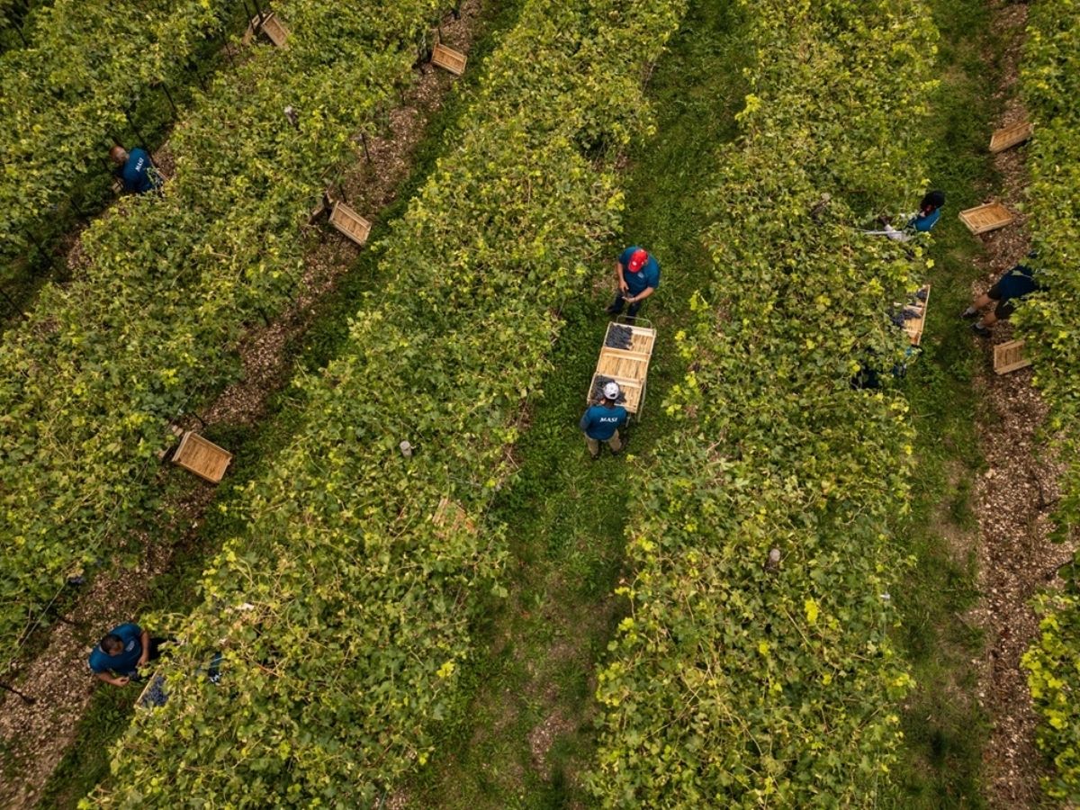 Gruppo Masi: vendemmia 2026 nettamente precoce e complessa, ma con uve di buona qualità