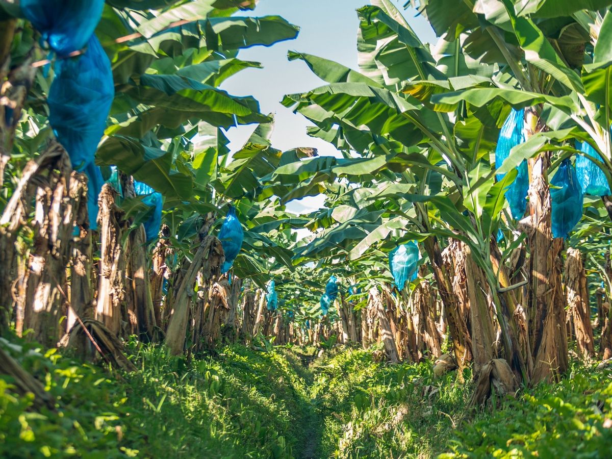 Fyffes punta a integrare l'agricoltura rigenerativa nelle coltivazioni di banane e ananas