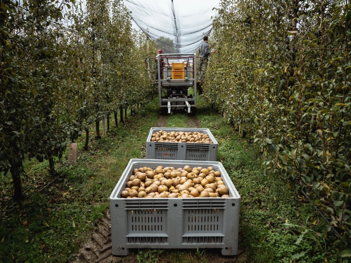 Op Kiwi Sole: la campagna pere 2026 è molto positiva sia per volumi sia per qualità