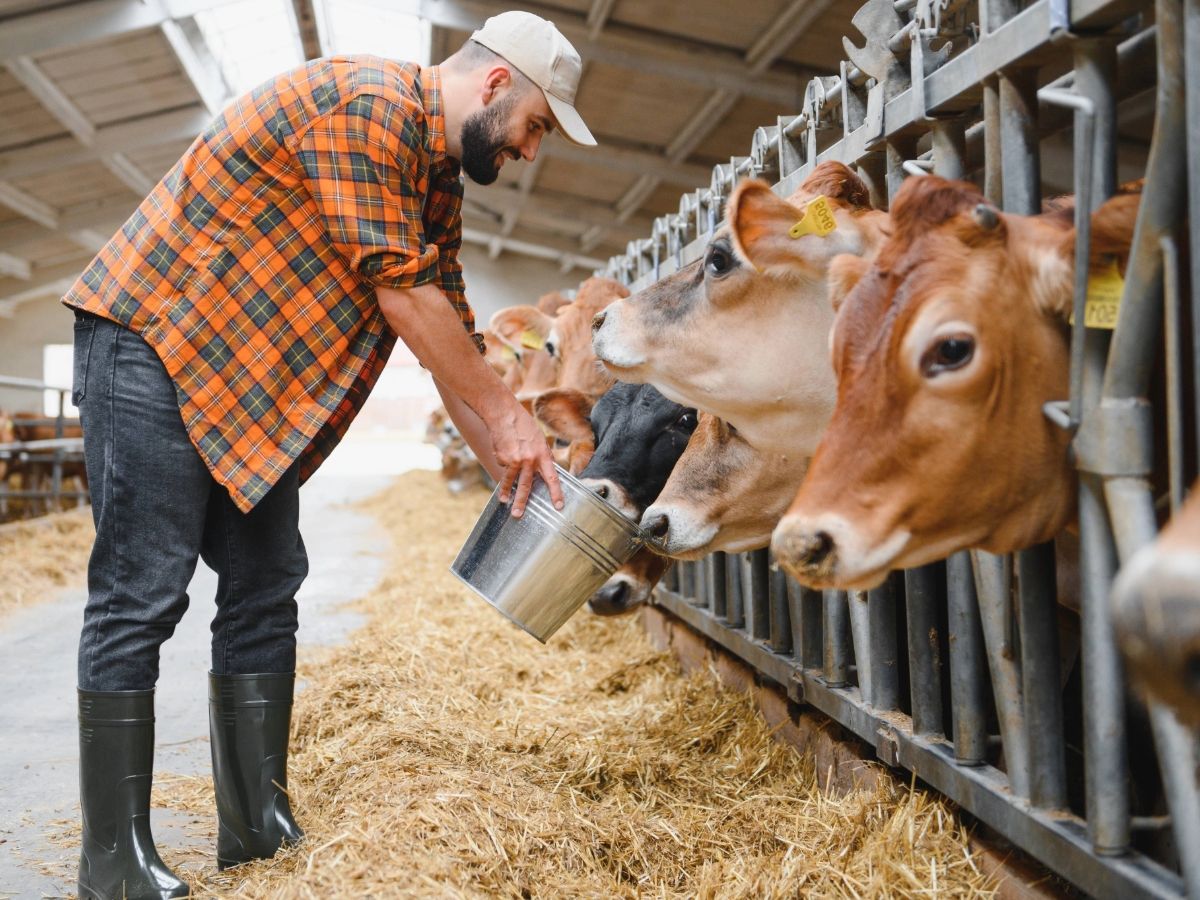 Assalzoo warning: declining maize, Eudr and high energy costs threaten feed and livestock farming