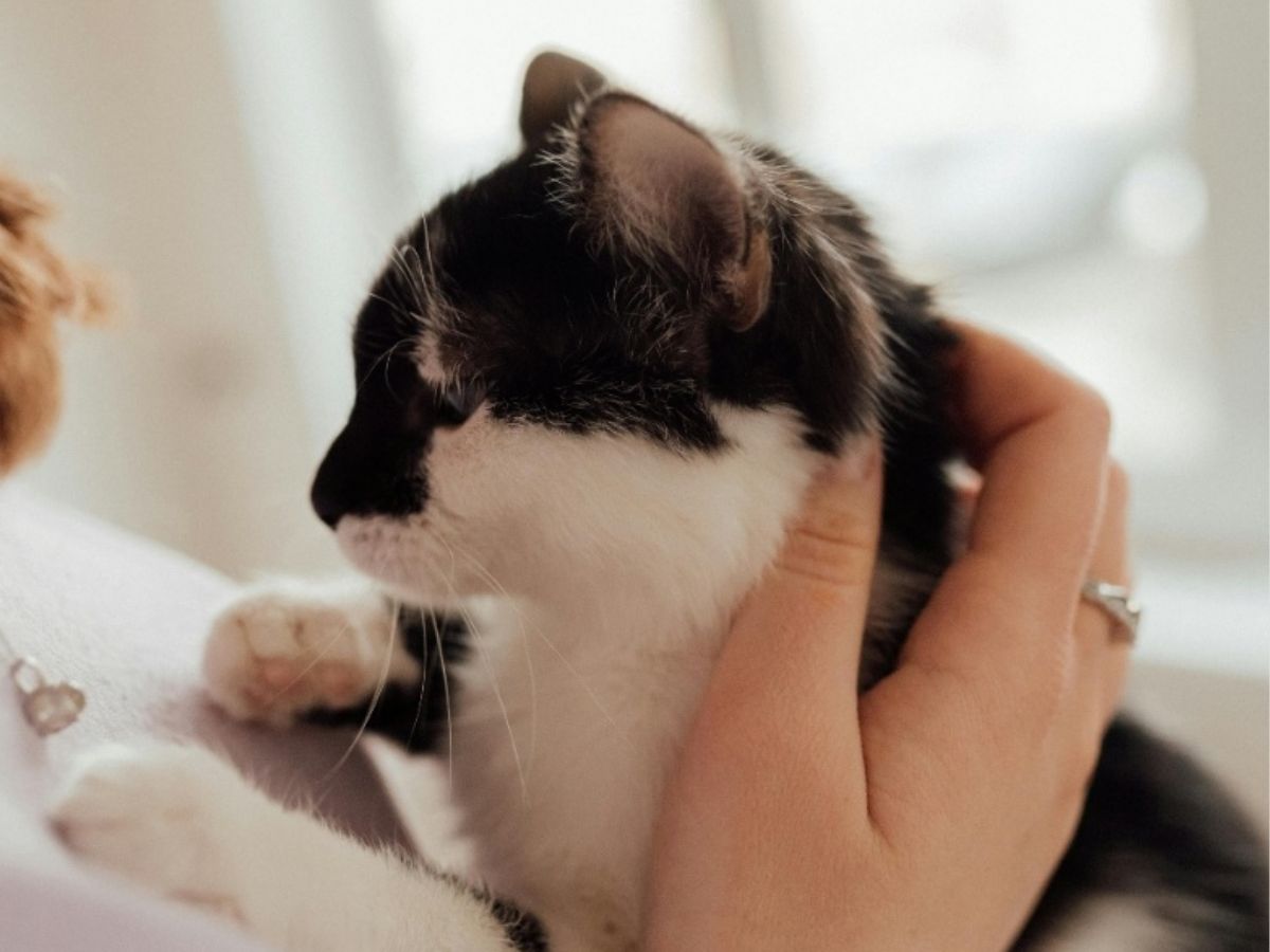Sanicat sur le « cat parenting » : pour 7 Italiens sur 10, leur chat est un membre de la famille