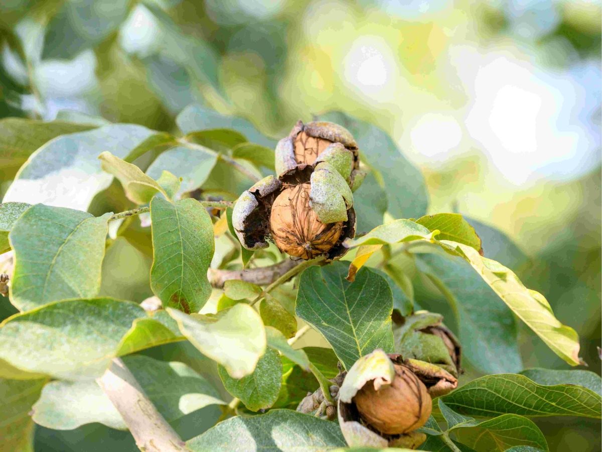 Con la Giornata della Noce 2026 è iniziata la raccolta delle Noci di Romagna