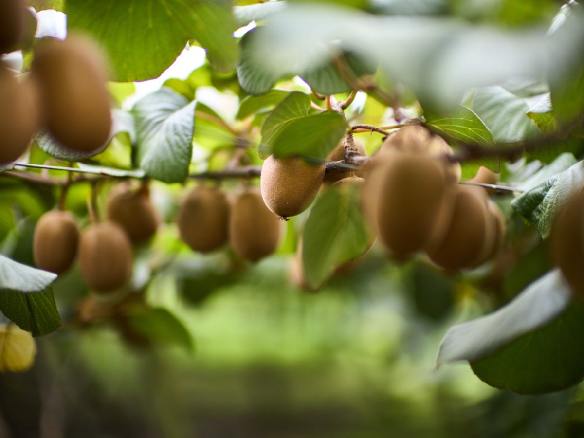 Zespri prevede una produzione di kiwi nell'emisfero nord in crescita del 16% rispetto al 2025
