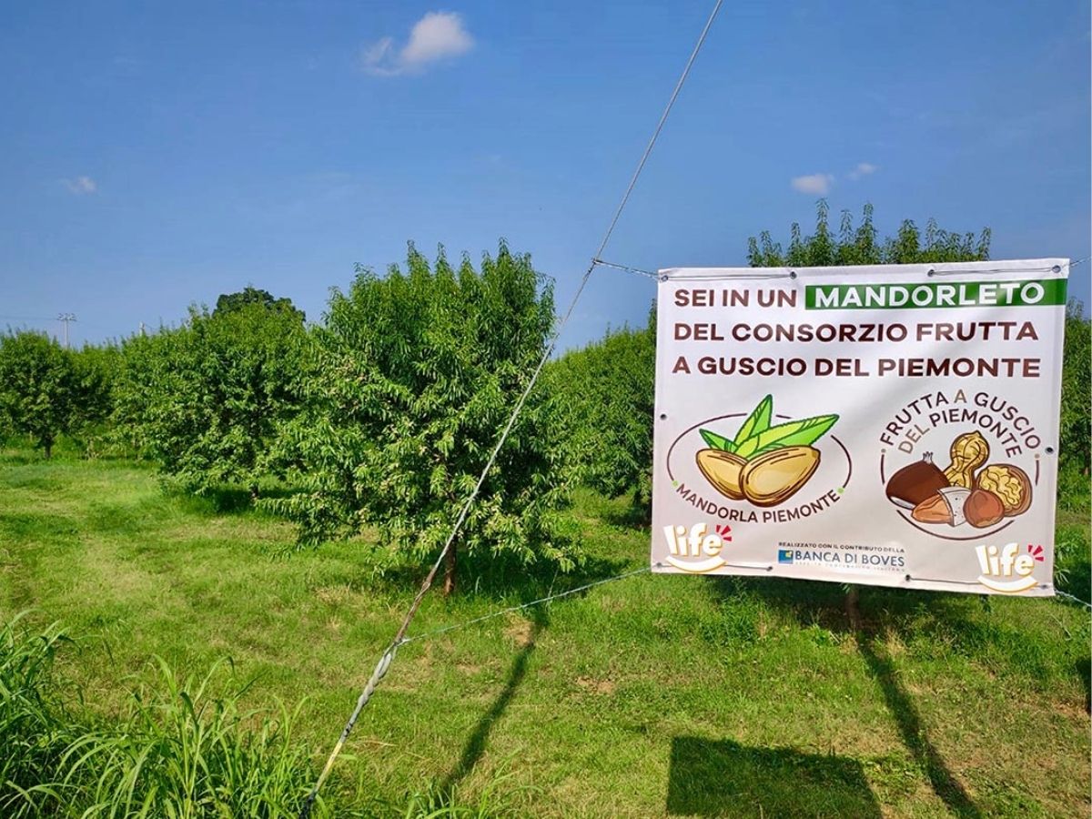 Life prosegue la scommessa delle noci e mandorle piemontesi e avvia il nuovo raccolto