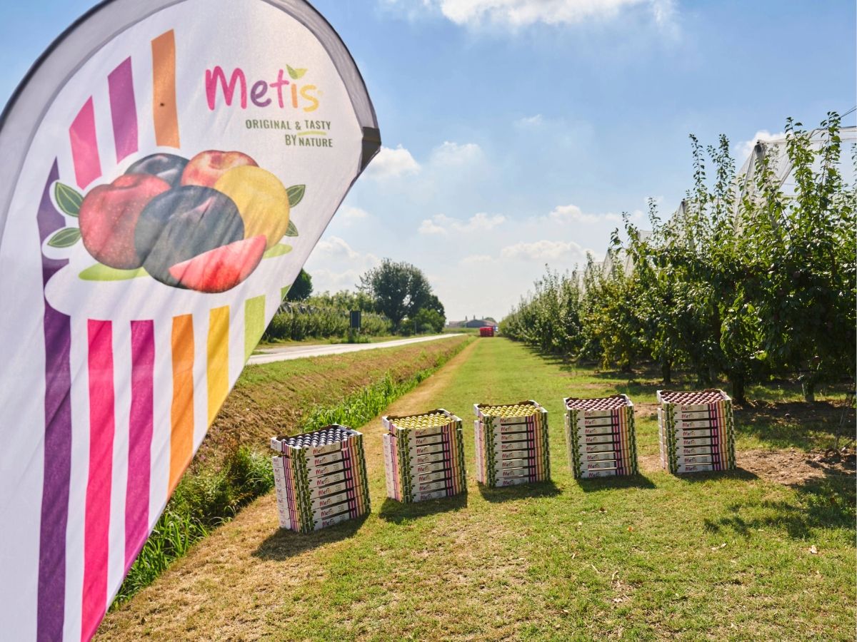Metis: a new image to strengthen visibility, recognition and value across Europe