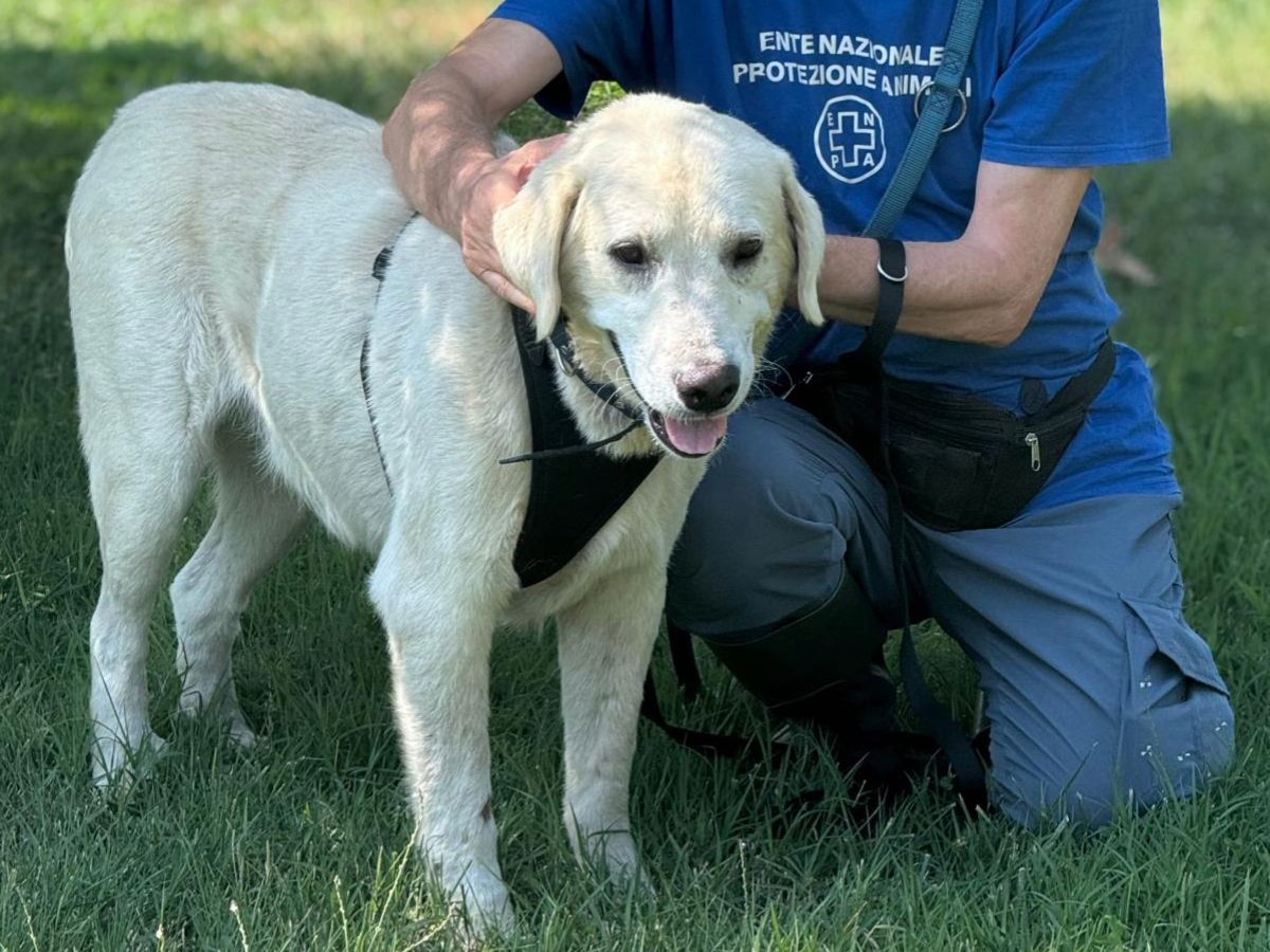 Lidl promuove nei suoi store la colletta alimentare per i cani e i gatti dei rifugi dell'Enpa