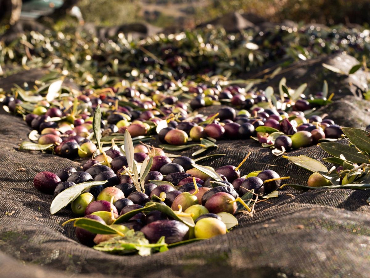 Carapelli sulla nuova annata olearia: per la variabilità climatica serve la flessibilità di filiera