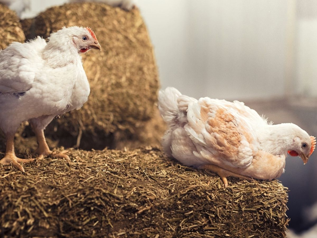 Eataly ottiene la conformità agli standard in allevamento dello European Chicken Commitment