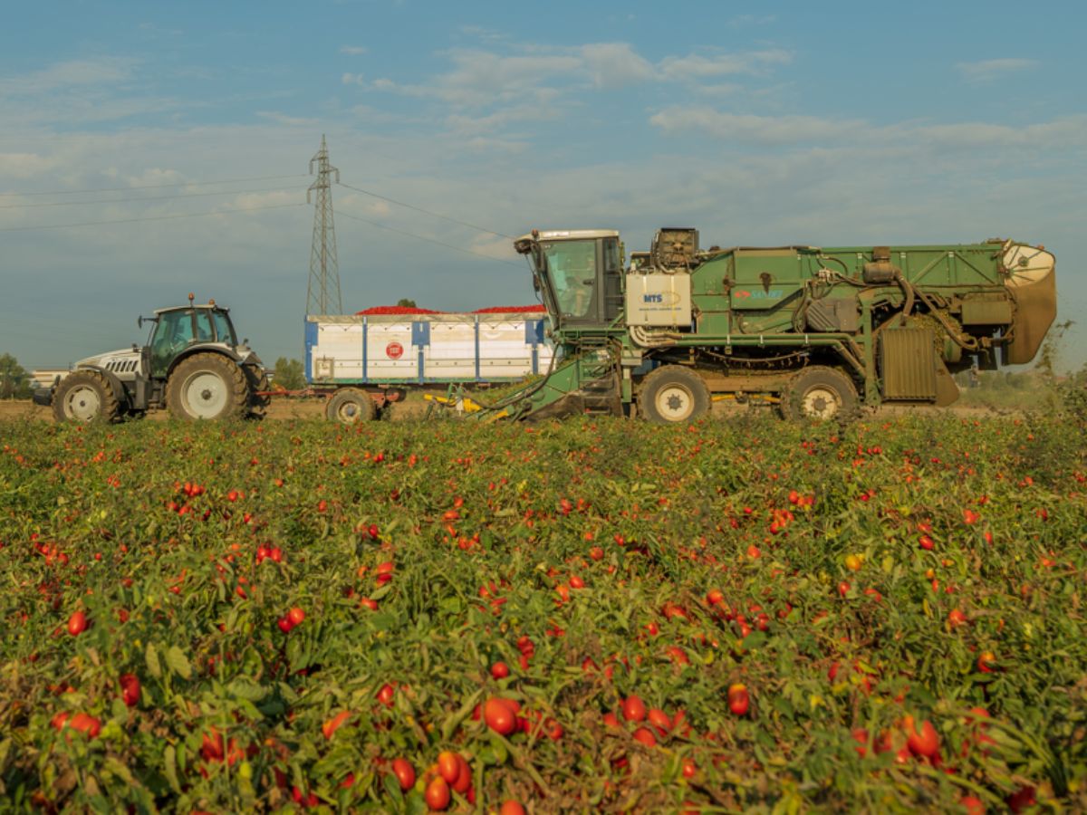 Casalasco chiude la campagna del pomodoro con 880.000 tonnellate e un incremento del 10% sul 2025