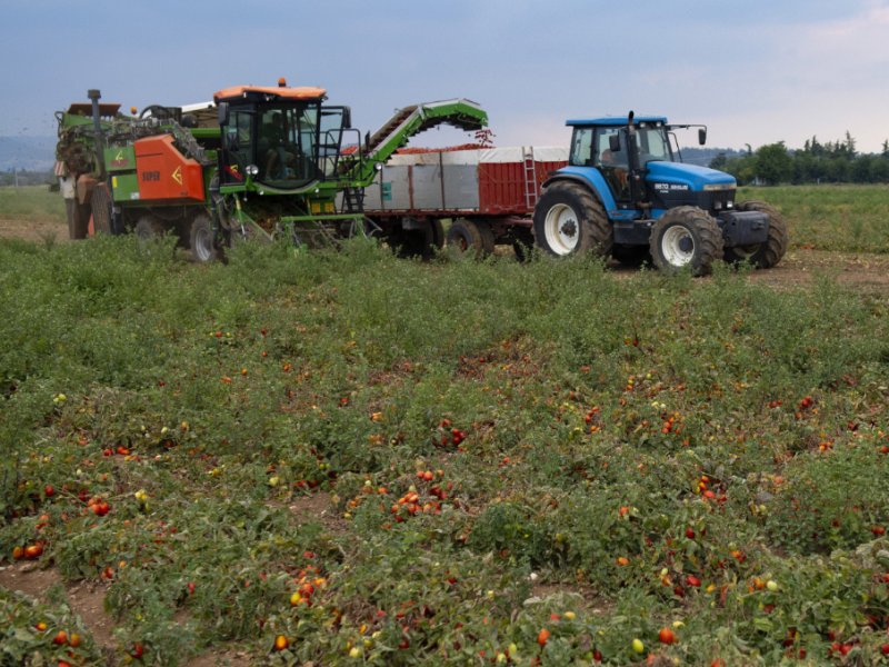 Barilla, pomodoro e basilico sempre più sostenibili	