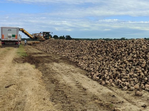 Italia Zuccheri-Coprob: al via la campagna 2024