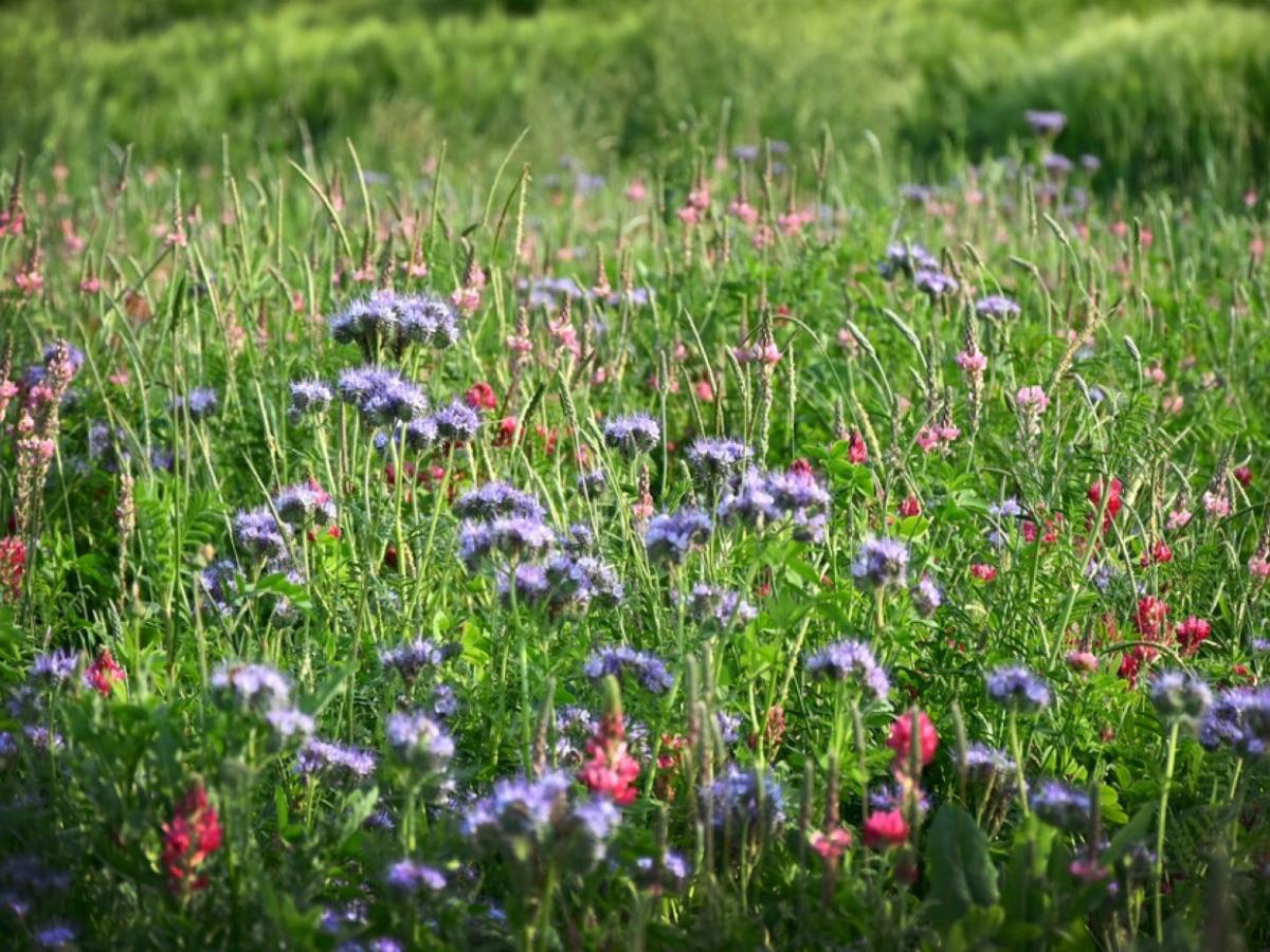 Fiori del Mulino