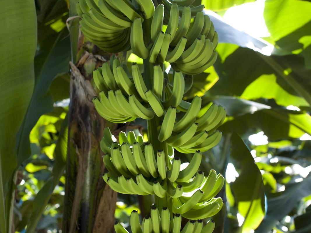 Dole: cresce l’apprezzamento delle banane in Italia