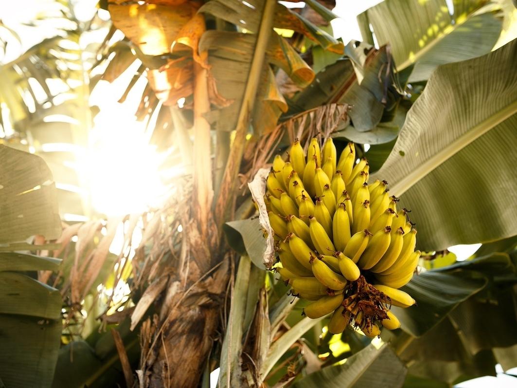 Dole: cresce l’apprezzamento delle banane in Italia